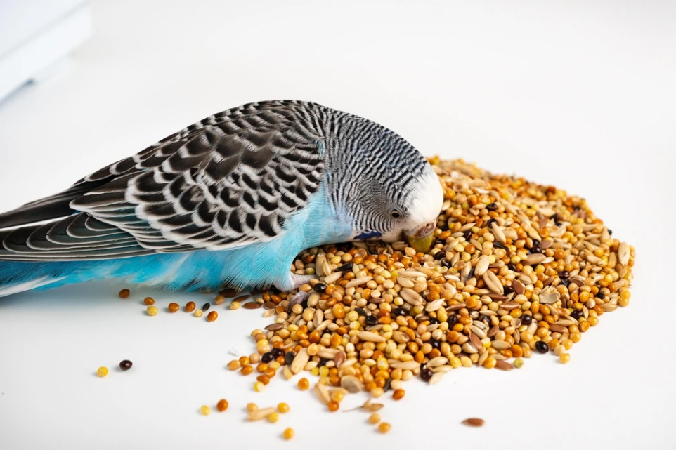 Foxtail Millet (Navane) 1kg