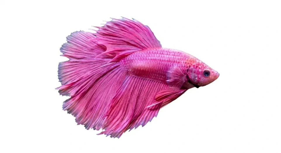 Multi colour beta fish